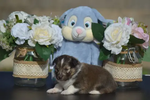 Shetland Sheepdog  B.... De La Colline D'Ans
