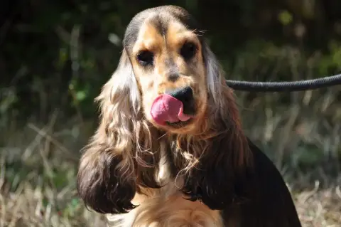 Cocker Spaniel Anglais  Collier Marron Du Val De Ligé e376a photo 3