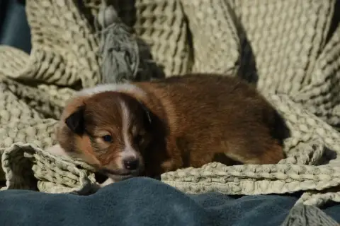 Shetland Sheepdog  Chiot N°3 Des Collines De Sagne photo 2