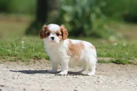 Cavalier King Charles Spaniel  Bobby De La Bergerie D fcd3c photo 2
