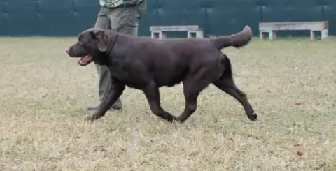 Labrador Retriever  Bobby photo 2