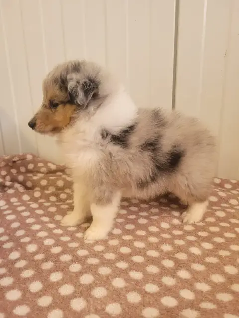 Shetland Sheepdog  Chiot N°1 Des Terres De Bourguenai e4989 photo 2