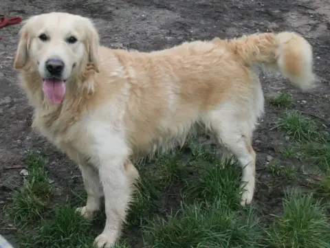 Golden Retriever photo 2