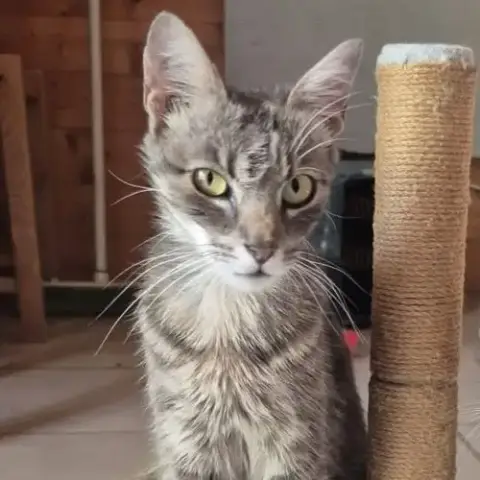 Chatte Câline