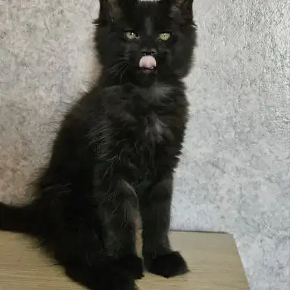 Magnifiques Chatons Femelles Maine Coon