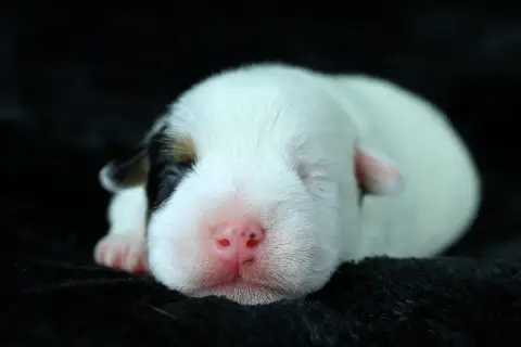 Parson Russell Terrier 
                        Bobby f0768 photo 2