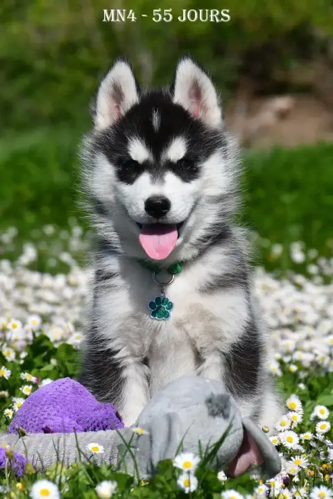 Siberian Husky  Black Jack De La Source Du Montet photo 3