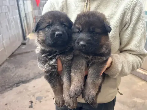 Berger Allemand  Chiot N°5 De La Tribu Des Plaines