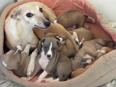 Whippet  Balalaïka Bleue Dite Baila Du Cèdre Enchanté 4c39f