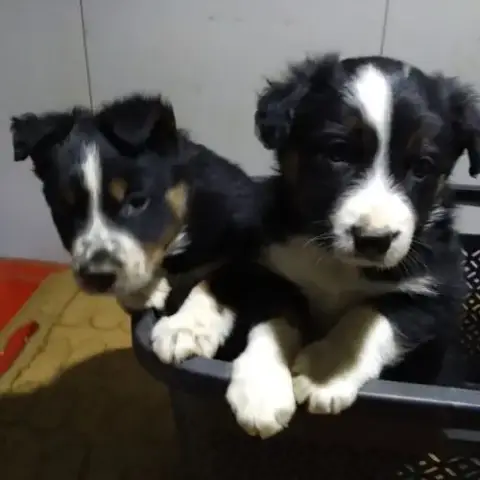 Border Collie