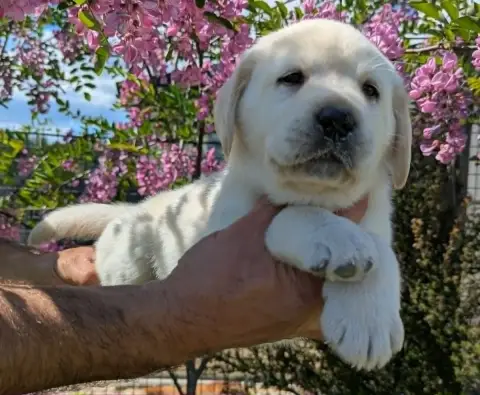 Labrador Retriever photo 3