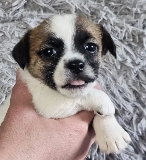 Jack Russell Terrier  Bulysse Lacus Meduli