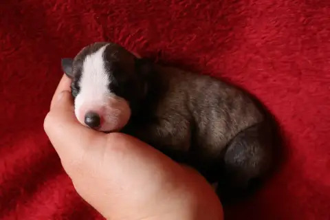 Whippet  Chiot N°7 Dear Sweety photo 3