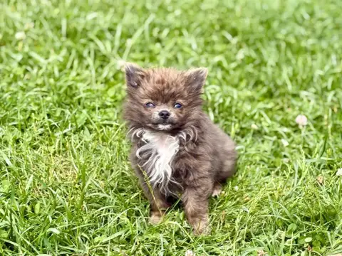 Chihuahua  Bushi No Puchi Pikachu Des Minis Bombes photo 3