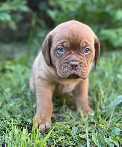 Dogue De Bordeaux  Chiot N°1 Des Gardiens De La Plain 95701
