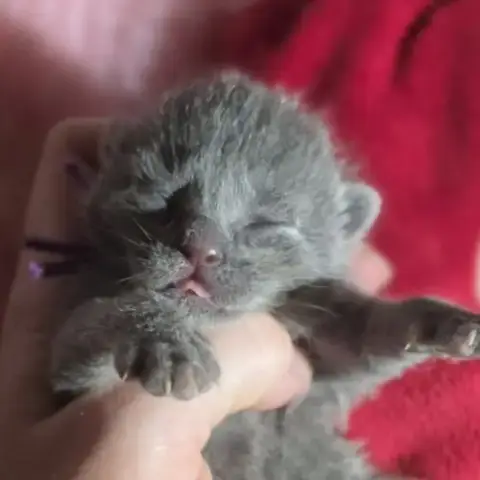 Adopter Chartreux Chatons