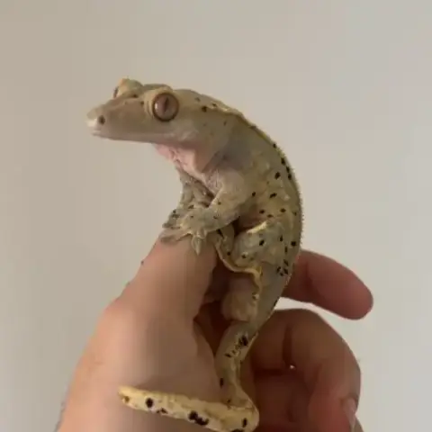 Geckos À Crète Lily White Dalmatien Mâle Adulte