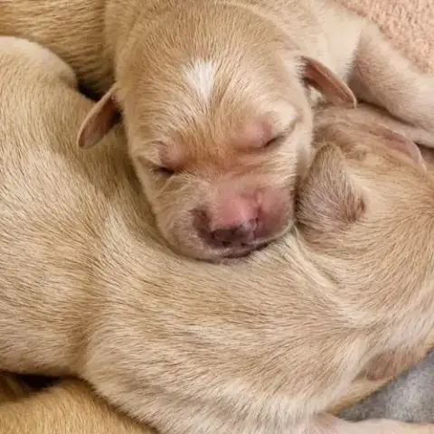 Chiots Golden Retriever Lof