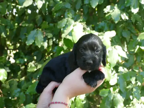Cocker Spaniel Anglais