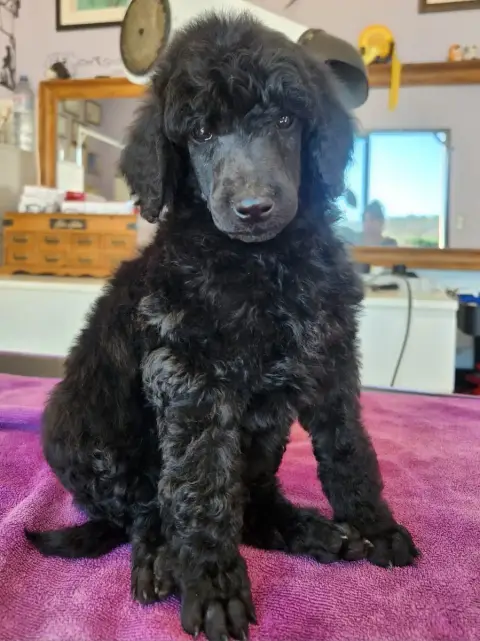Caniche  Benson Black Du Domaine Du Parc photo 2
