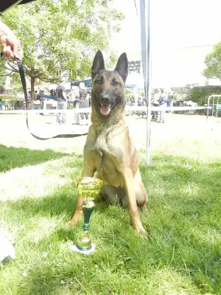 Berger Belge  Chiot 7 Du Gardien Des Esterelles photo 3