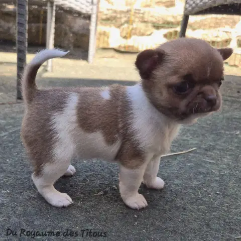 Chihuahua  Betina Du Royaume Des Titous