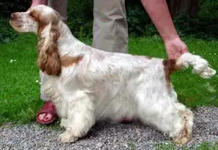 Cocker Spaniel Anglais  B............ Du Domaine D'Ha aed78 photo 2