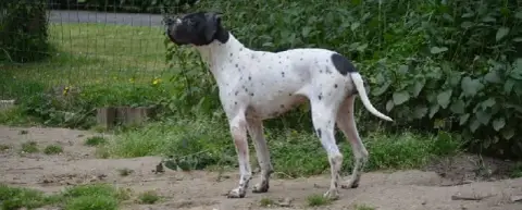 Pointer  Chiot 6 De Terro Tant Aïmado photo 2