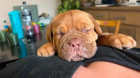Dogue De Bordeaux photo 3