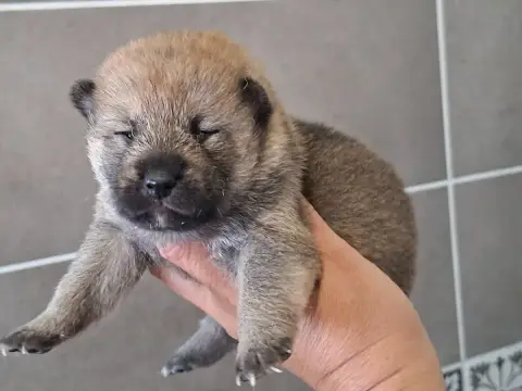 Shiba 
                        Chiot N°1 Of Skystaff  49488