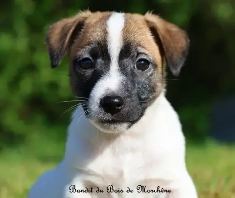 Jack Russell Terrier  Bandit Du Bois De Morchène photo 3