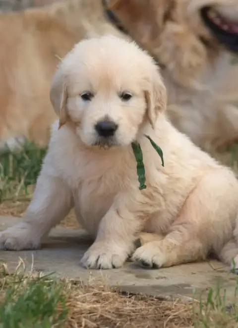 Golden Retriever  M Vert Des Grenouillettes Du Vexin eab55