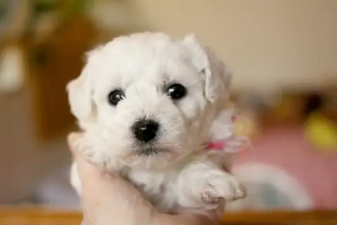 Bichon Frise  Blanche Neige De La Felhotte