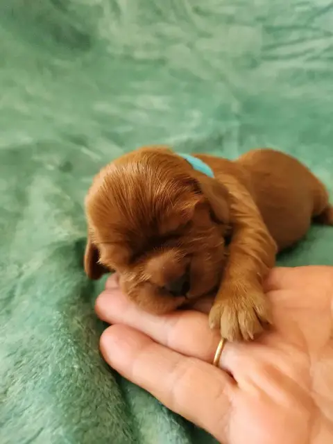 Cavalier King Charles Spaniel  Chiot 5 Du Royaume De  4bb8d