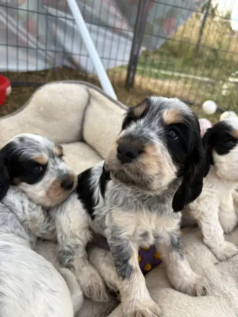 Cocker Spaniel Anglais 
                        Chiot 117e9