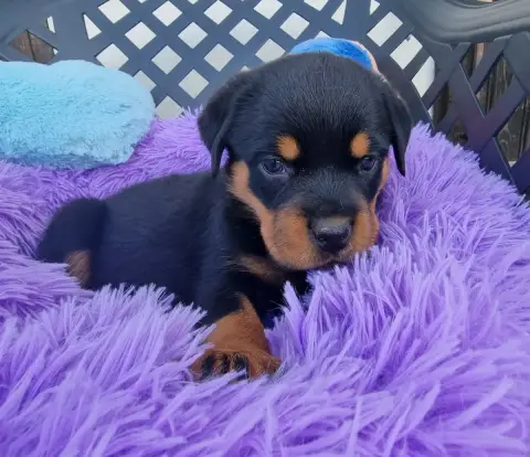Rottweiler  Bichette De L'Arbre Des Batailles photo 2