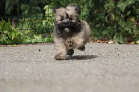 Lhassa Apso  Belo Der Lenn photo 3