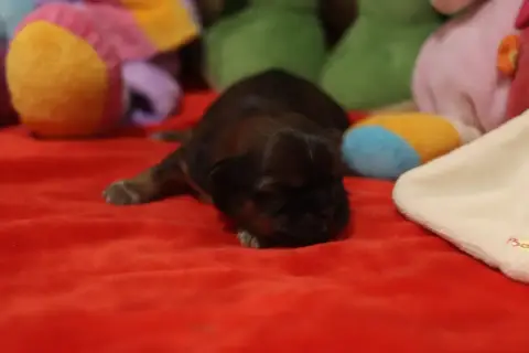 Shih Tzu  Bruce De La Ferme Des Mottes