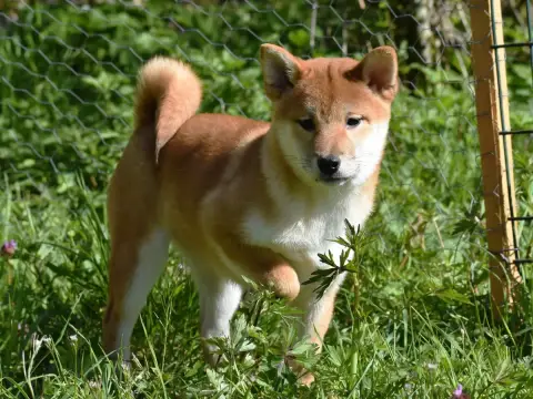 Shiba photo 2