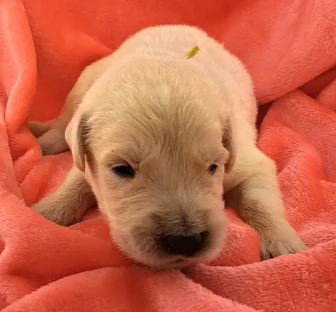 Golden Retriever  Billy (Ruban Doré) Of Mayajoe'S Dre 372e0