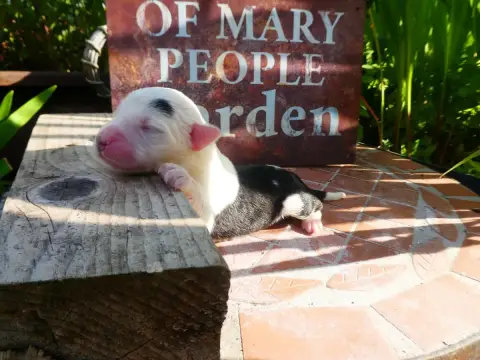 Bobtail  Chiot 6 Of Mary People photo 3