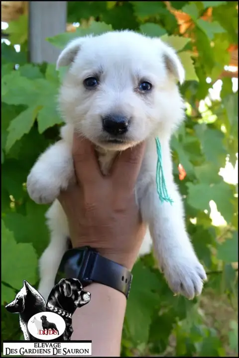 Berger Blanc Suisse