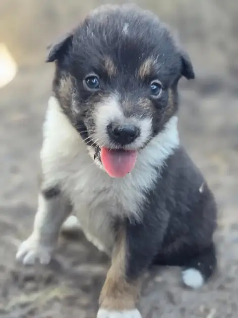 Border Collie photo 2