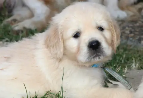 Golden Retriever  Miss Bleue Des Grenouillettes Du Ve 021f1
