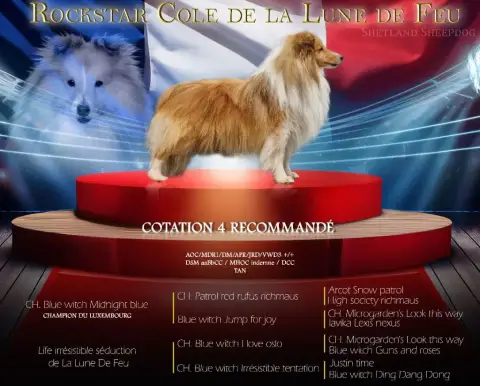 Shetland Sheepdog  Bleu Des Comètes Du Verger photo 2