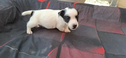 Jack Russell Terrier  Chiot 3 De L'Etang De Rochefort 3ac3e photo 3