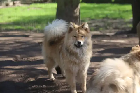 Eurasier  Madame Du Royaume D'Ebène photo 3