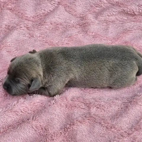 Staffordshire Bull Terrier 
                        B d6037