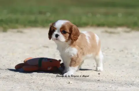 Cavalier King Charles Spaniel  Boston De La Bergerie  687db photo 3