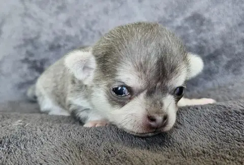 Chihuahua  Bulle De Ponflot photo 2
